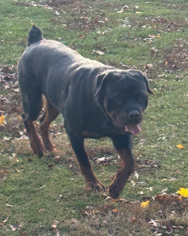 Rottweiler Puppies media 12