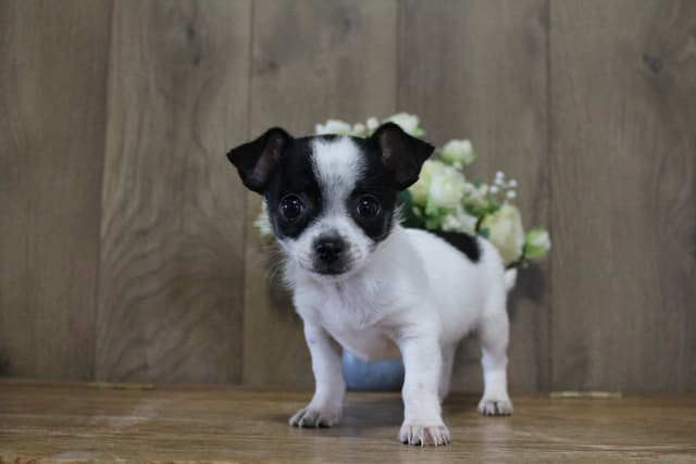 Chihuahua Puppies media 4