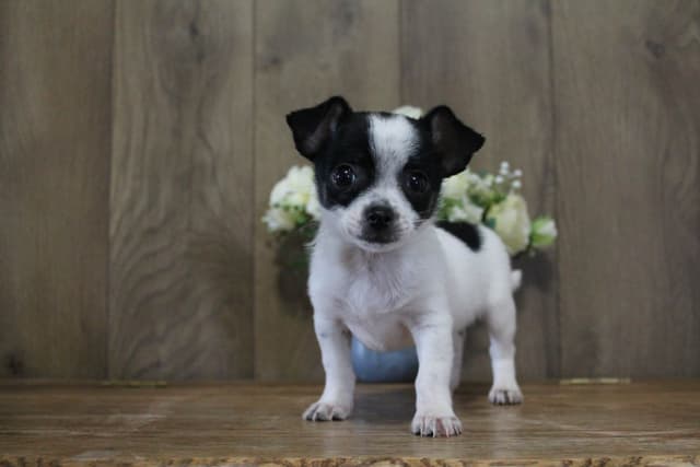 Chihuahua Puppies media 5
