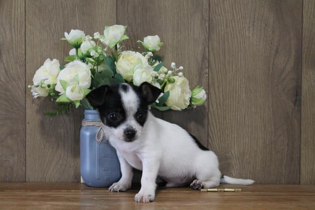 Chihuahua Puppies media 6
