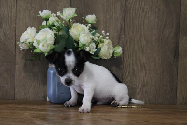 Chihuahua Puppies media 7