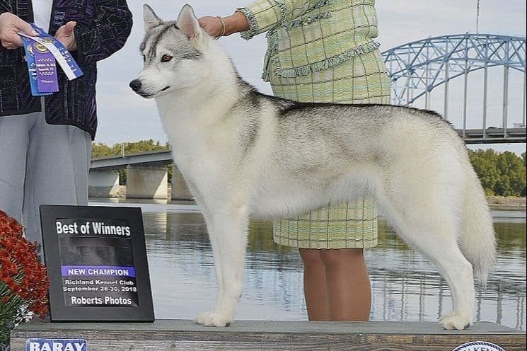 Yuki Ookami's Siberian husky puppies breeder image 1