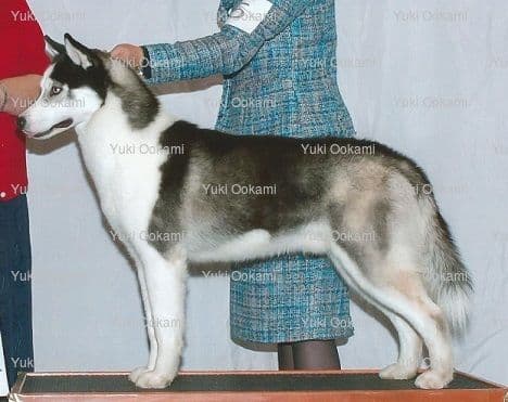 Yuki Ookami's Siberian husky puppies breeder image 3