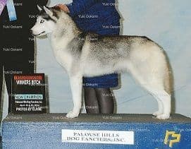 Yuki Ookami's Siberian husky puppies breeder image 4