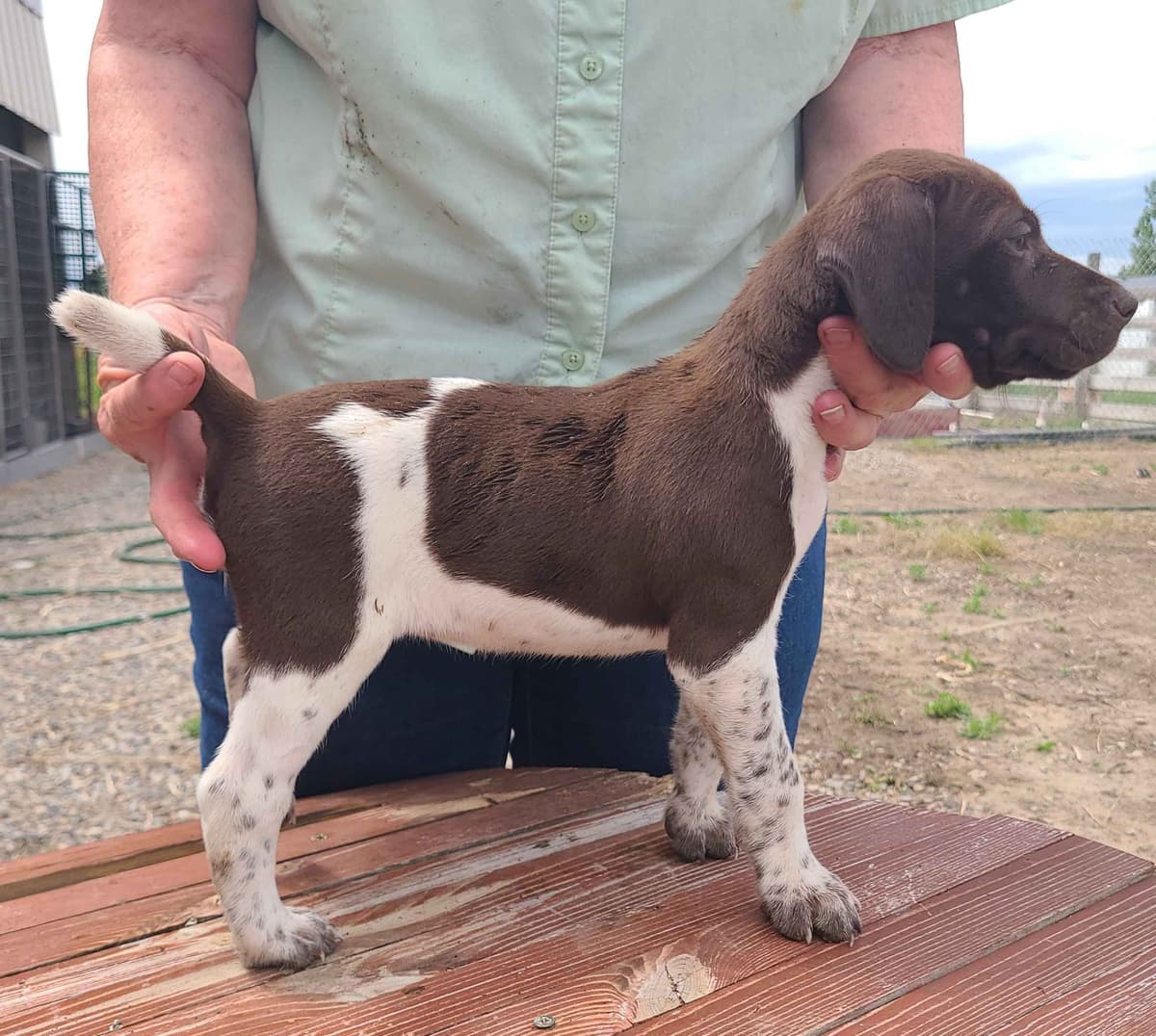 German Shorthaired Pointer Puppies breeder image 1