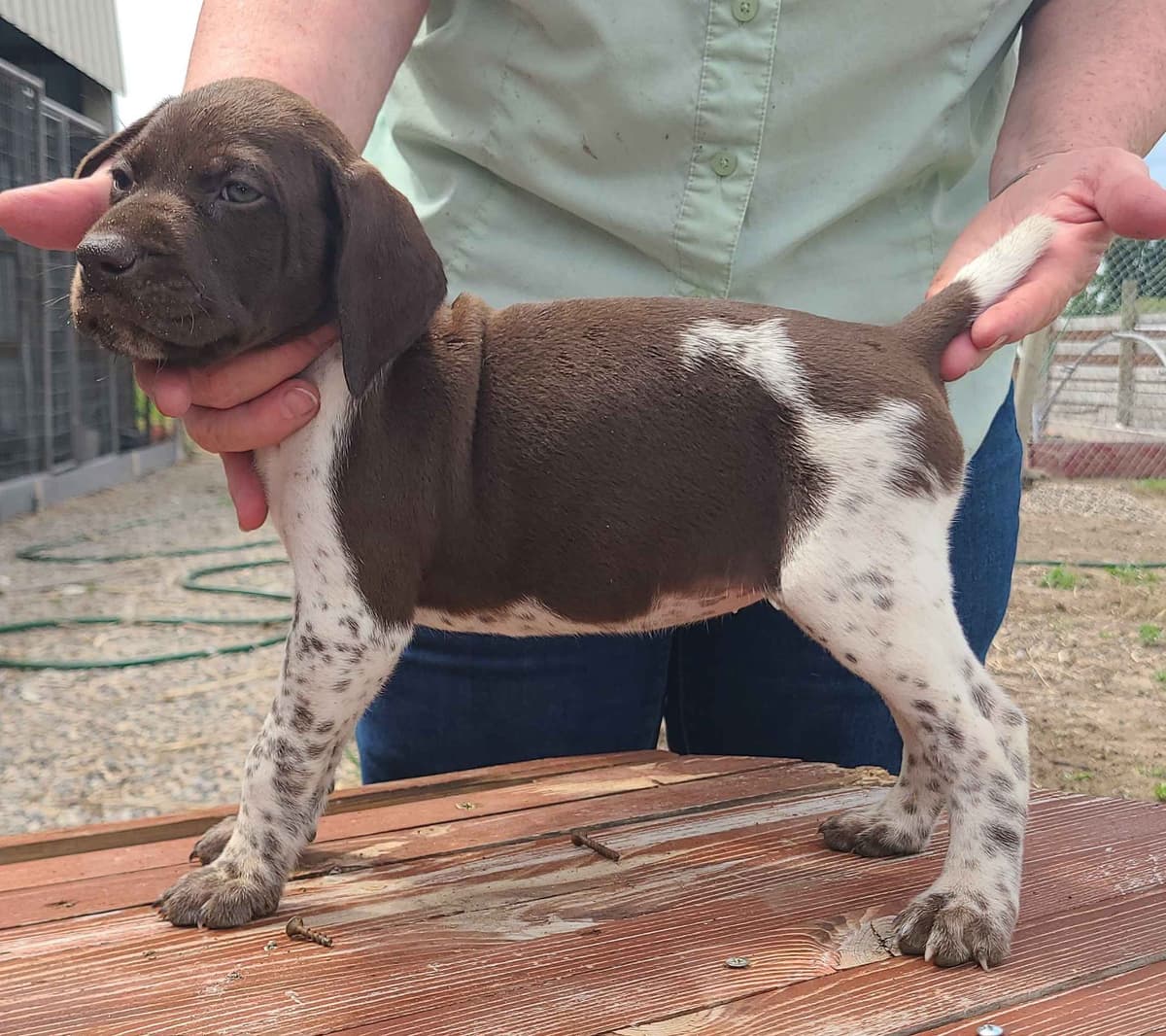 German Shorthaired Pointer Puppies breeder image 2
