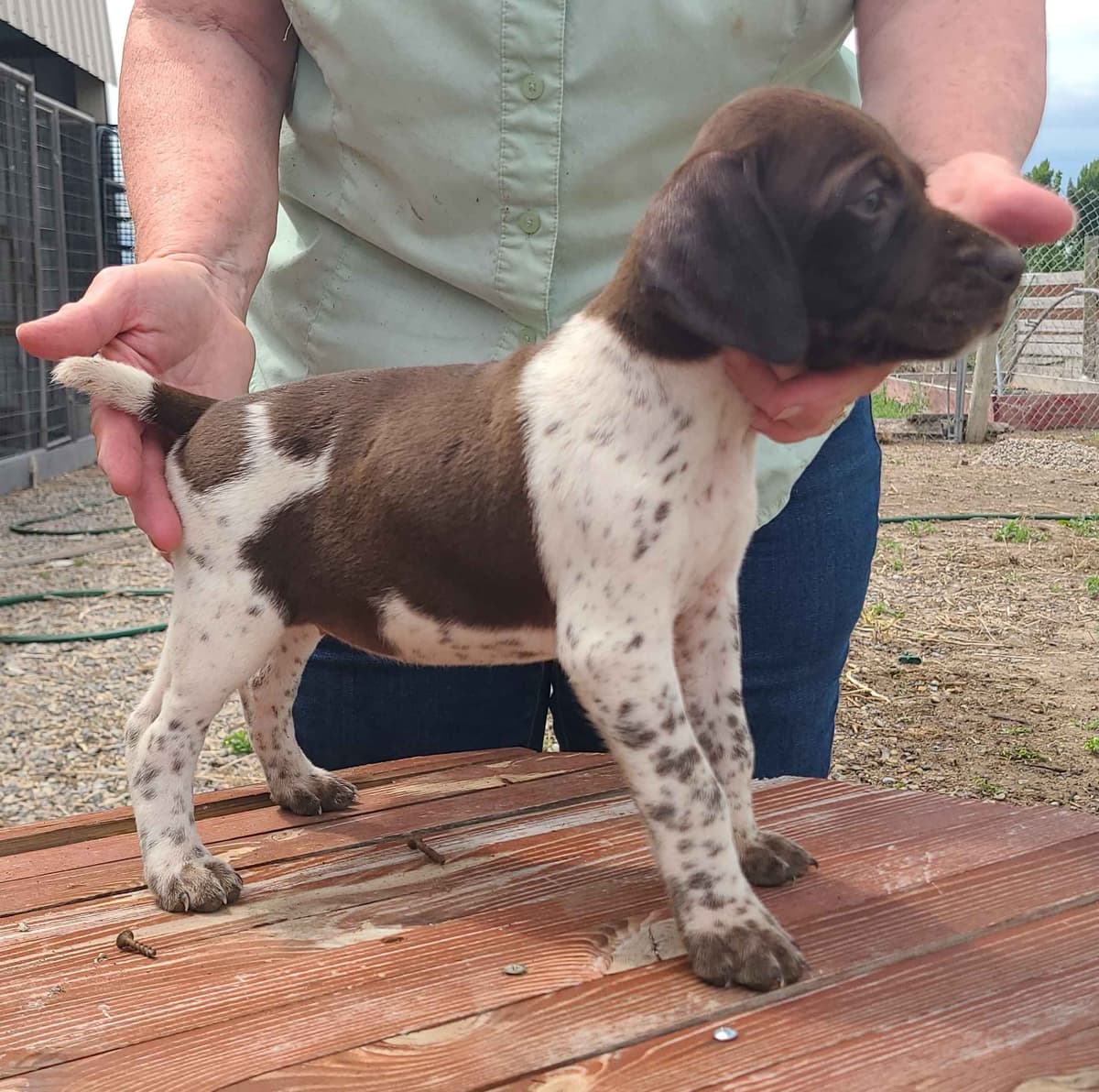 German Shorthaired Pointer Puppies breeder image 3