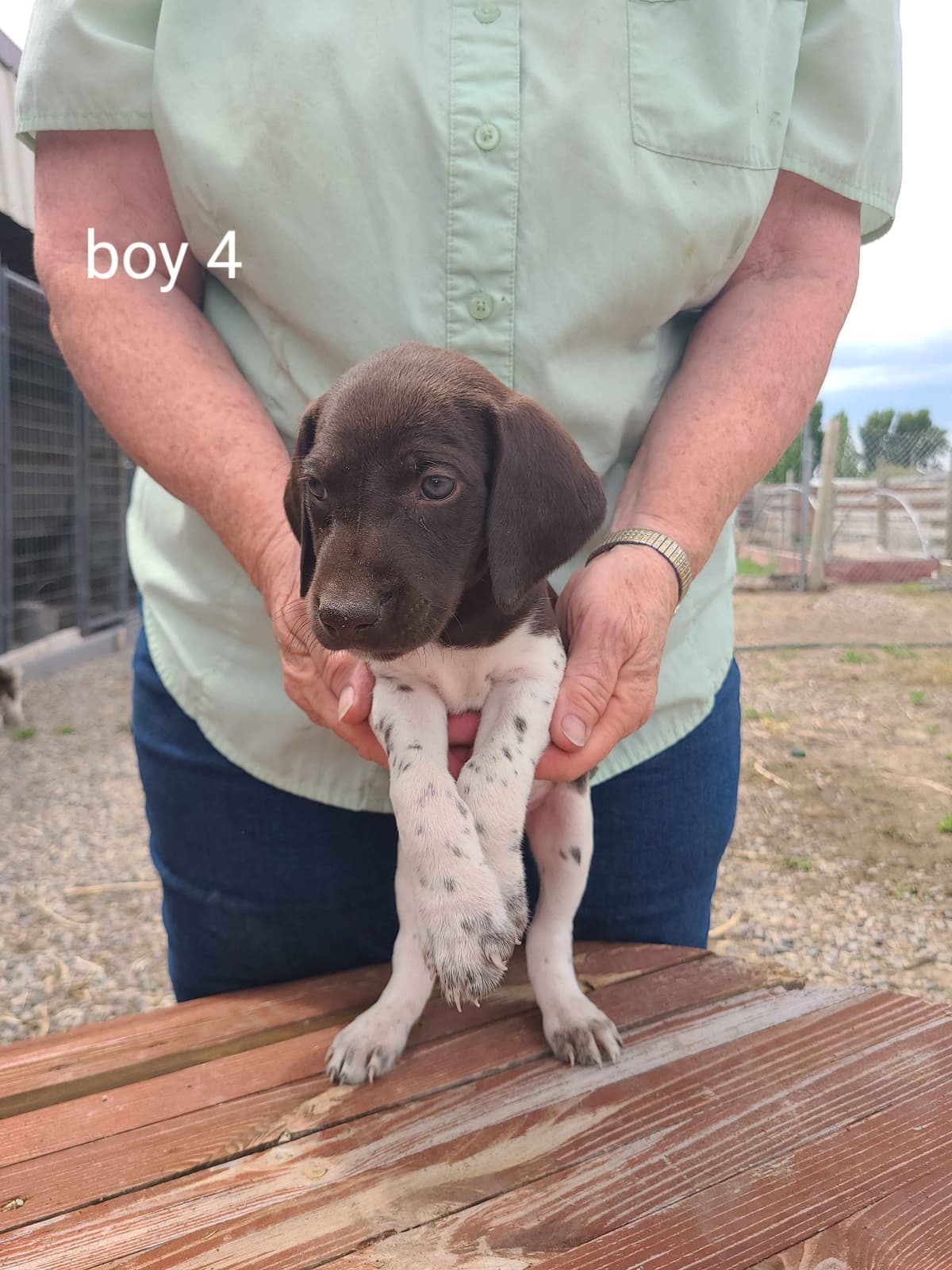 German Shorthaired Pointer Puppies breeder image 4