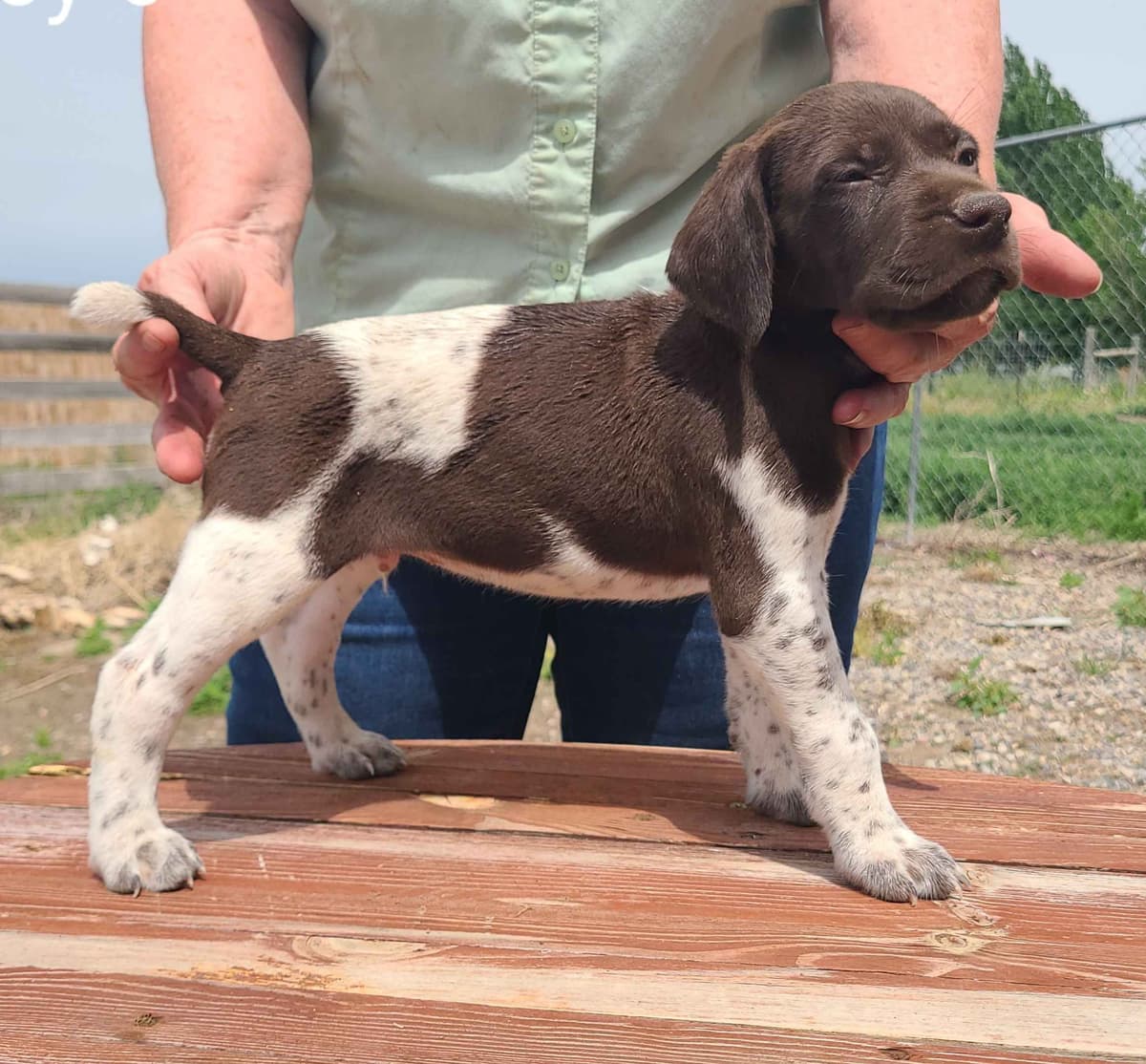 German Shorthaired Pointer Puppies breeder image 5