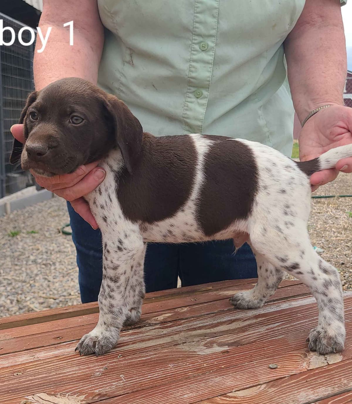 German Shorthaired Pointer Puppies breeder image 6