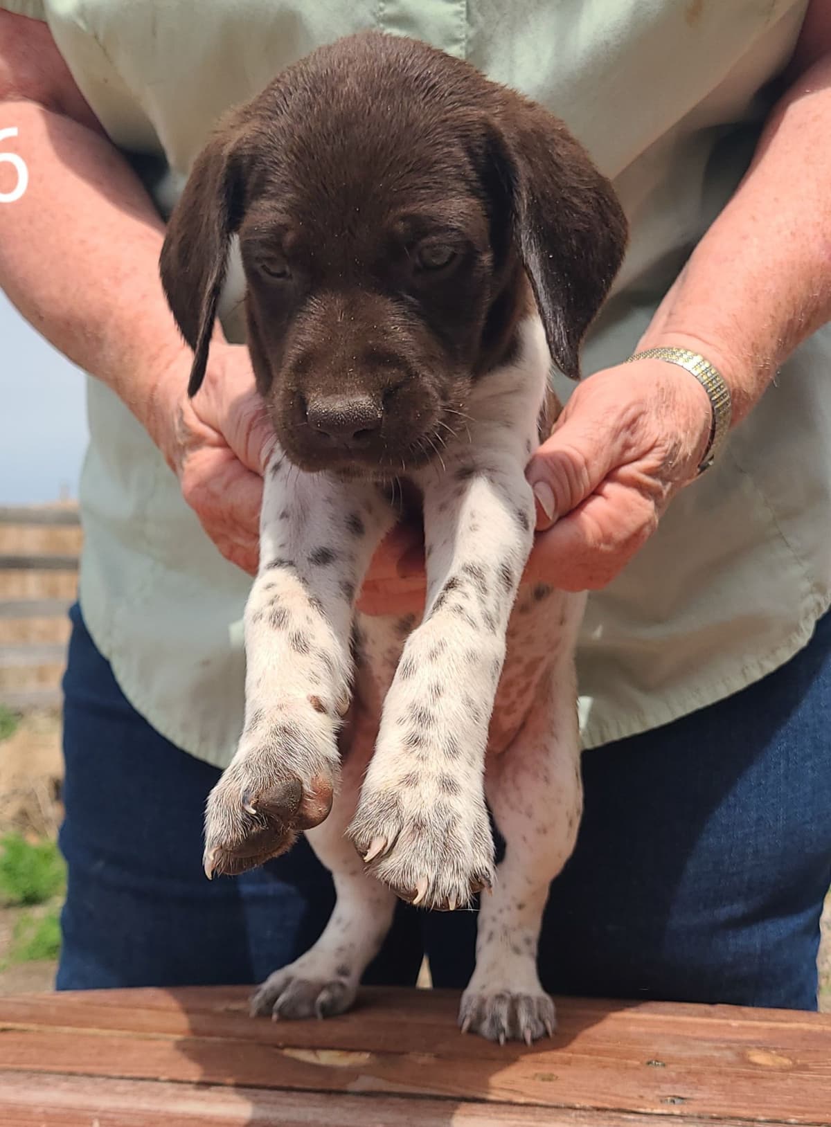 German Shorthaired Pointer Puppies breeder image 7