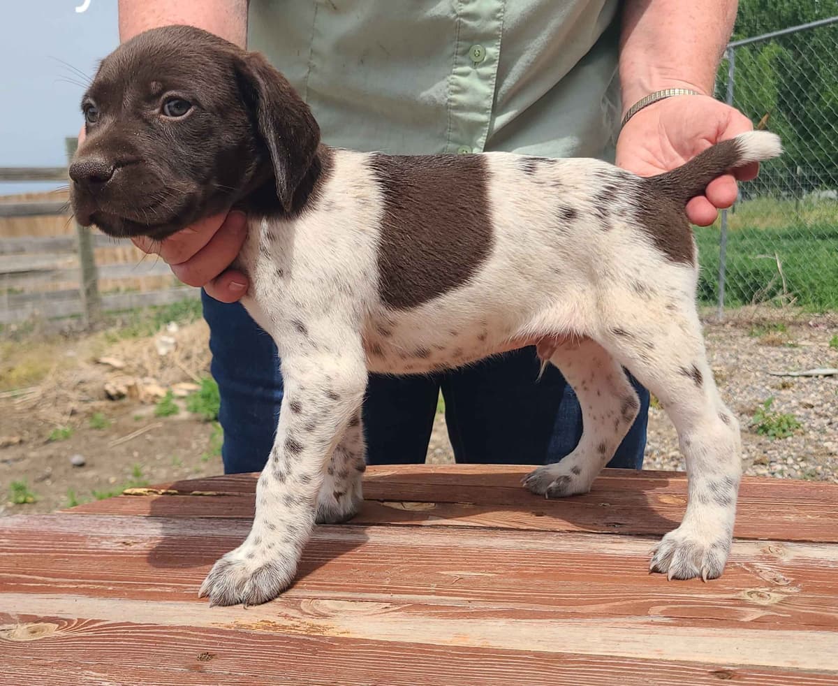 German Shorthaired Pointer Puppies breeder image 8