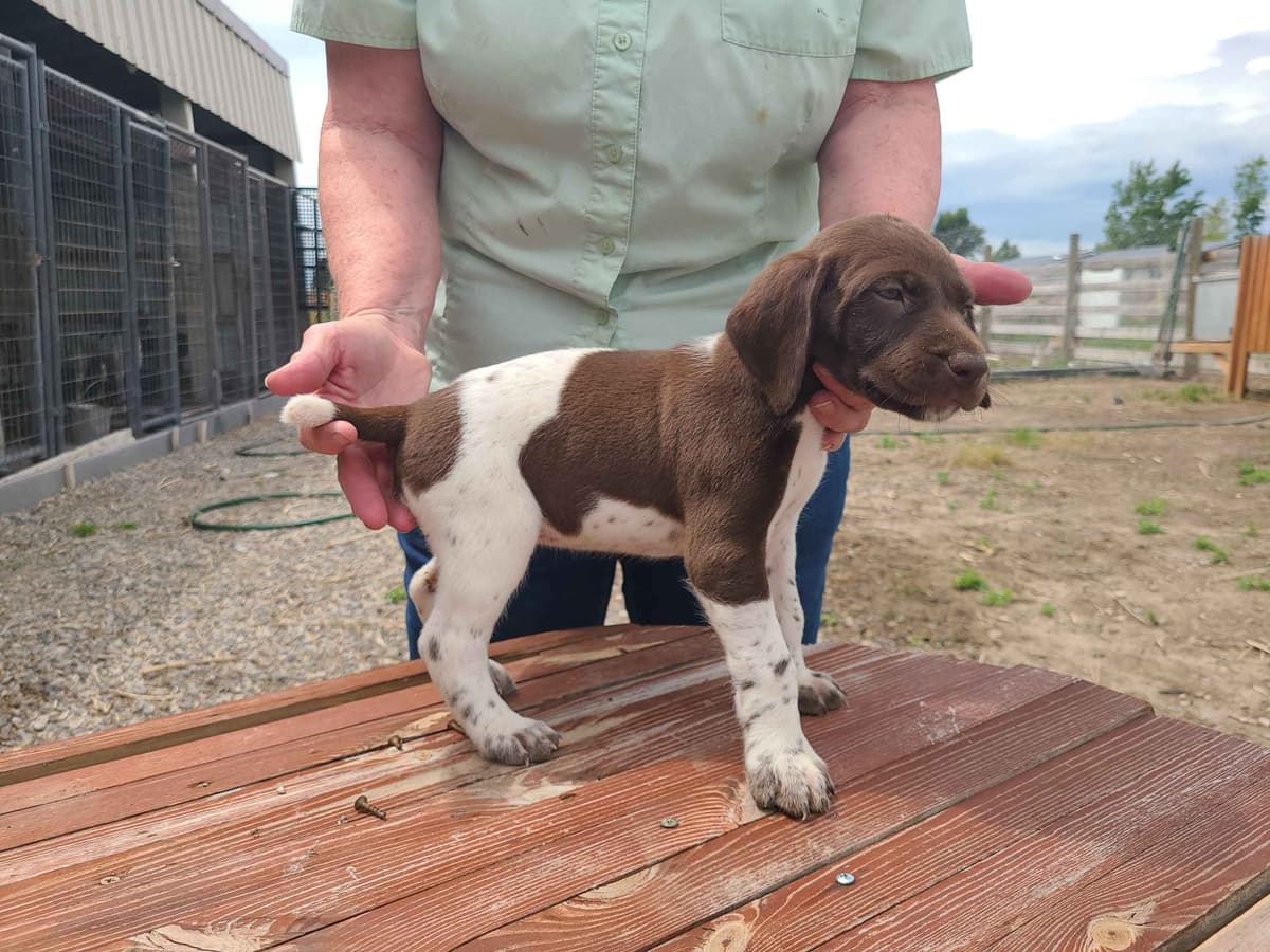 German Shorthaired Pointer Puppies breeder image 10