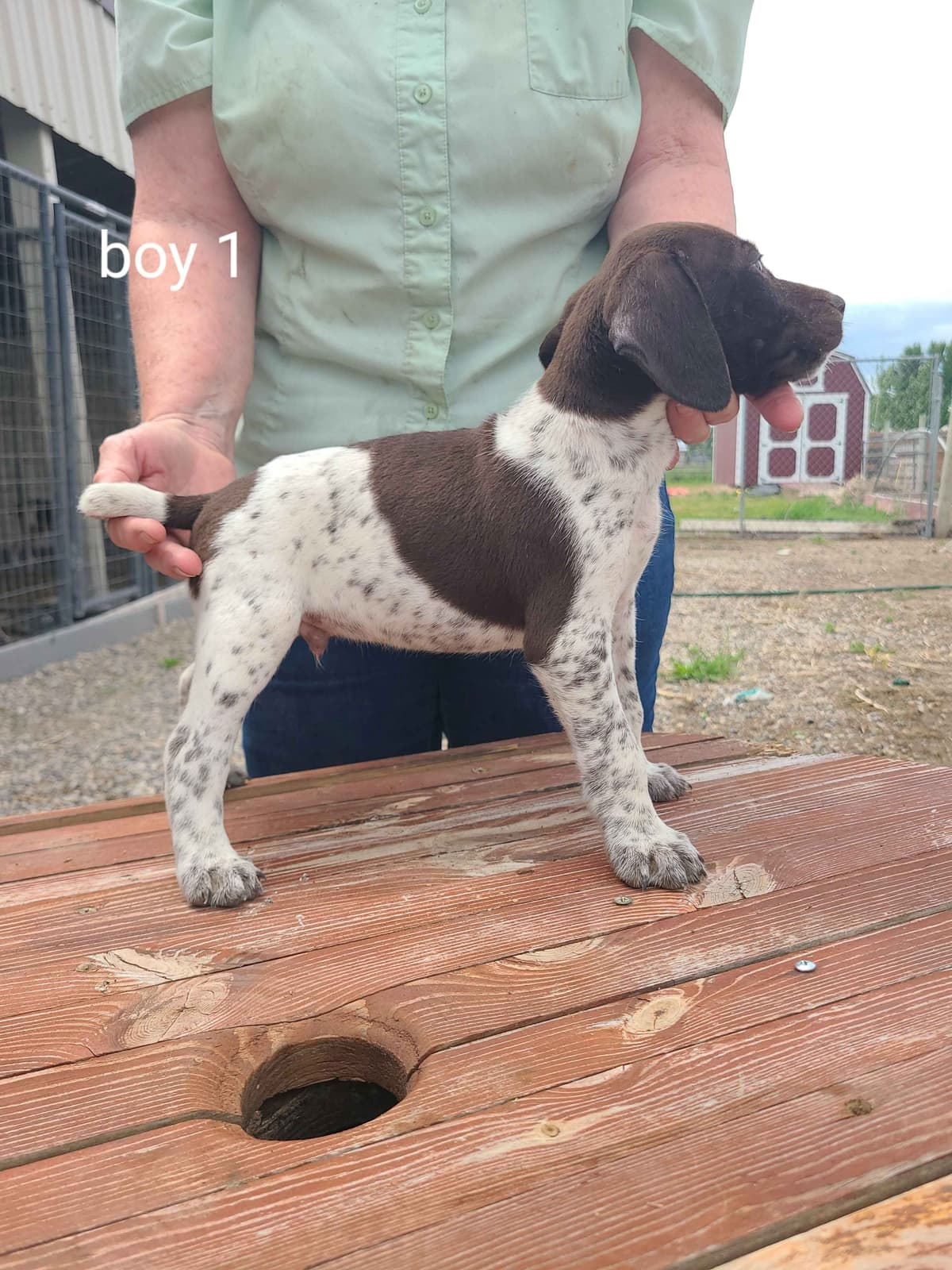 German Shorthaired Pointer Puppies breeder image 11