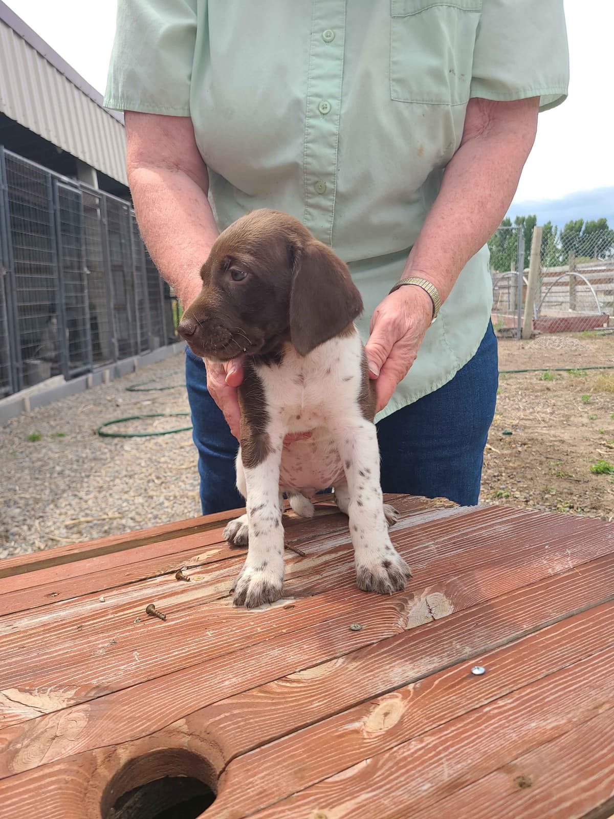 German Shorthaired Pointer Puppies breeder image 12