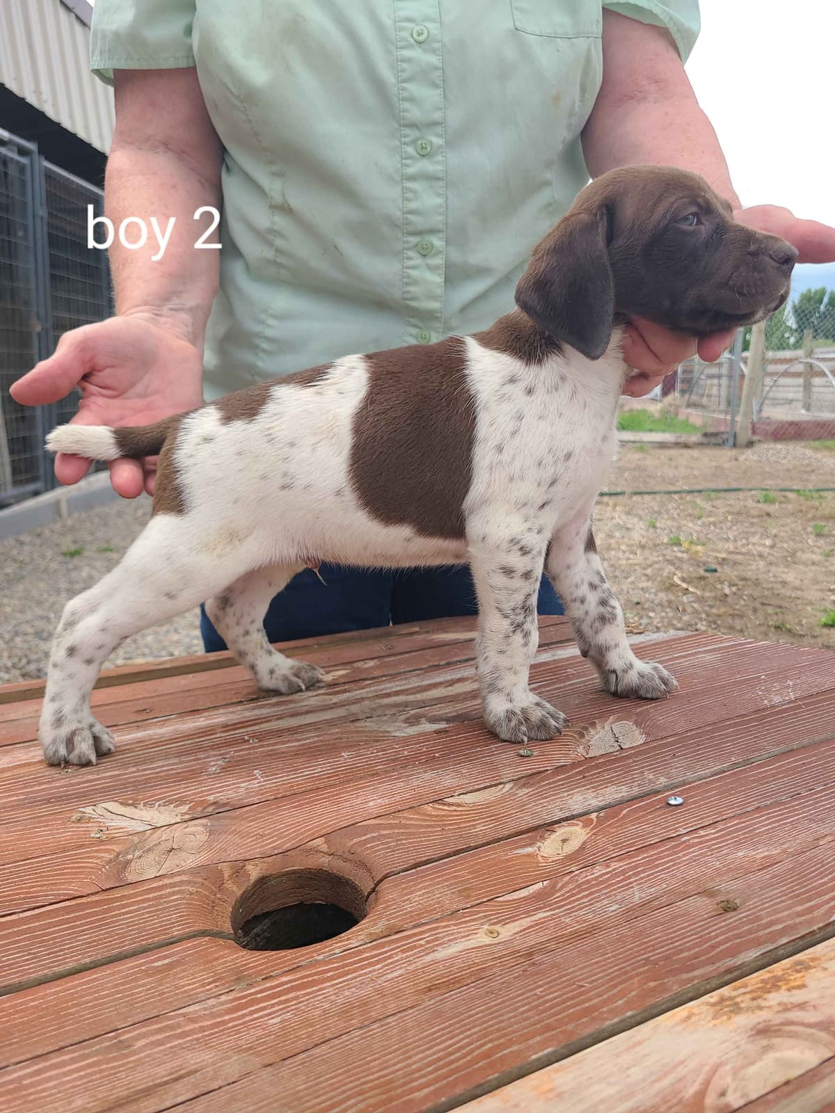 German Shorthaired Pointer Puppies breeder image 13