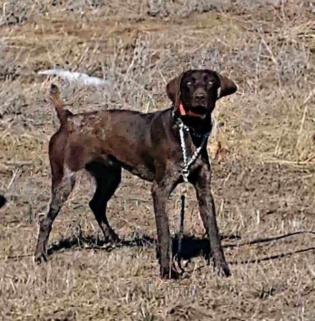 German Shorthaired Pointer Puppies media 2