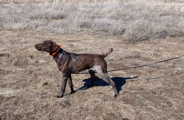 German Shorthaired Pointer Puppies media 3
