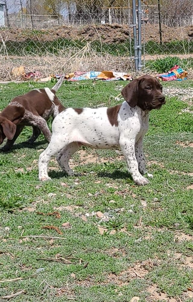 German Shorthaired Pointer Puppies media 4