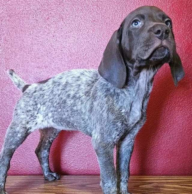 German Shorthaired Pointer Puppies media 5