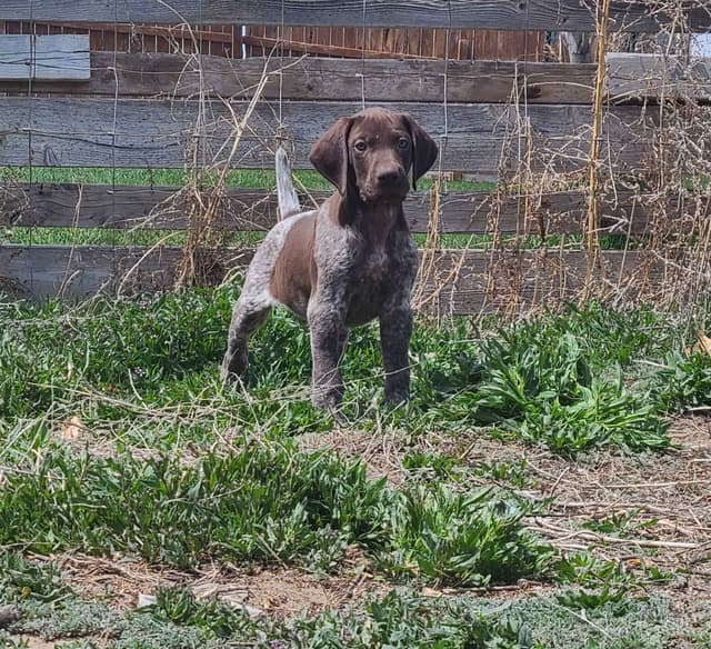 German Shorthaired Pointer Puppies media 6