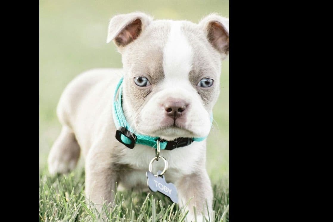 Boston Terrier Puppies breeder image 2