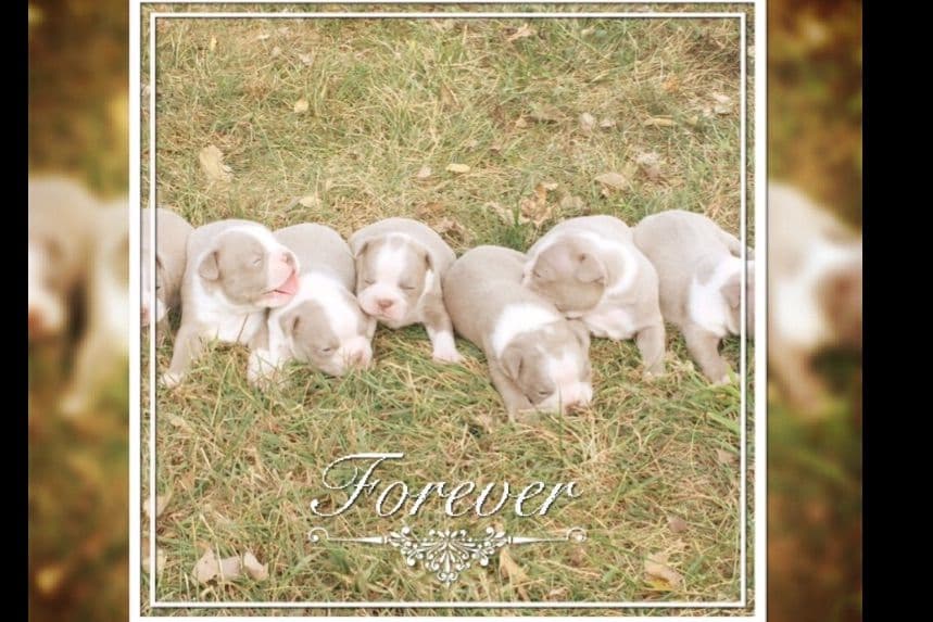 Boston Terrier Puppies breeder image 1