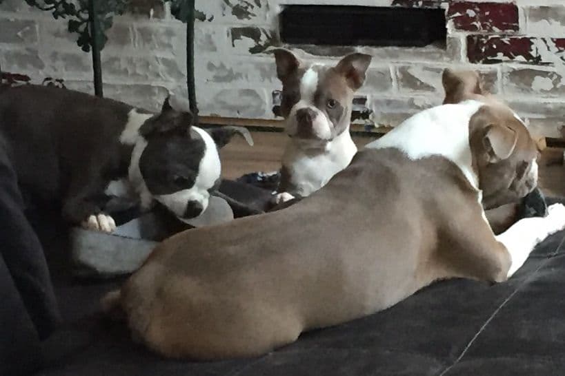 Boston Terrier Puppies breeder image 6