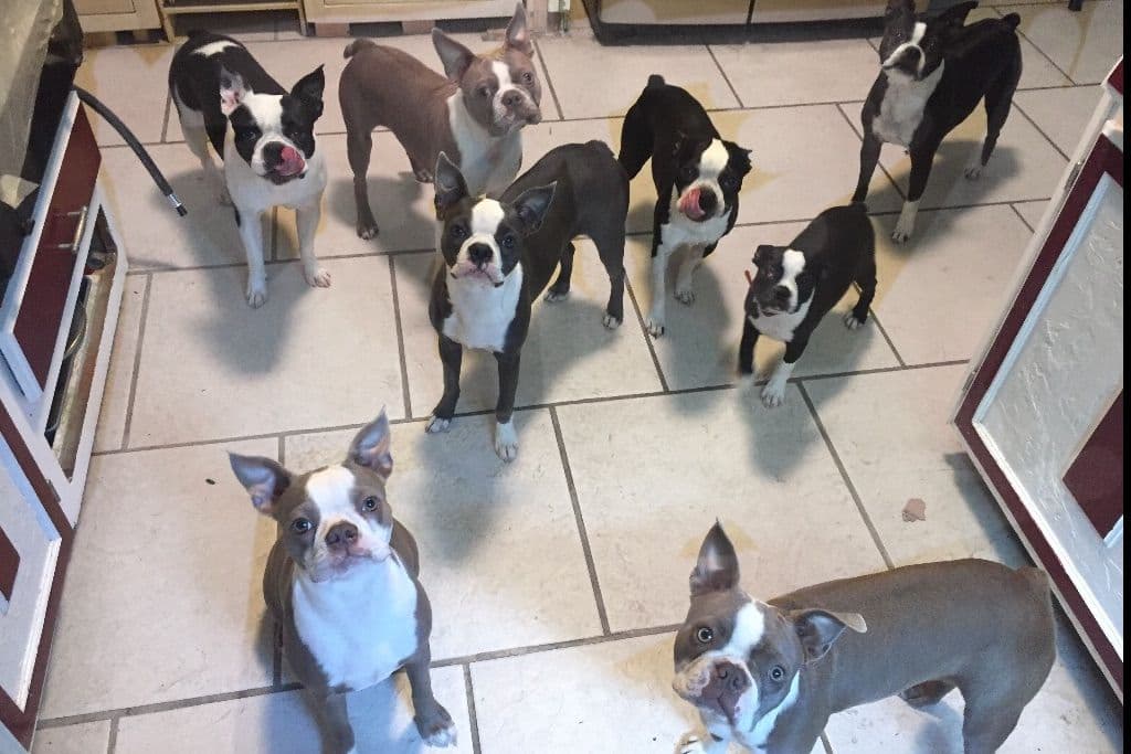 Boston Terrier Puppies breeder image 5