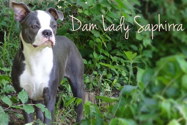 Boston Terrier Puppies breeder image 4