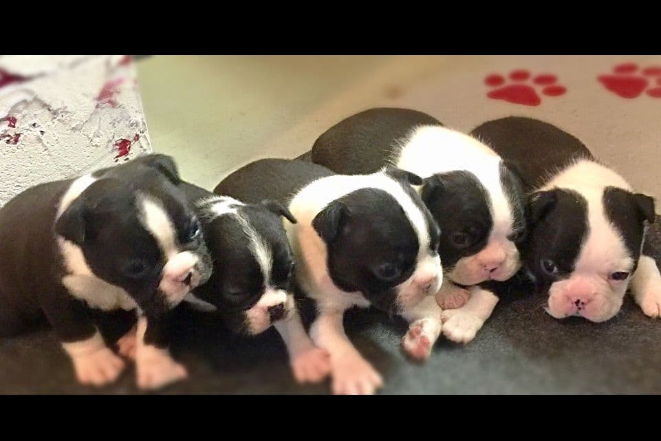 Boston Terrier Puppies breeder image 3