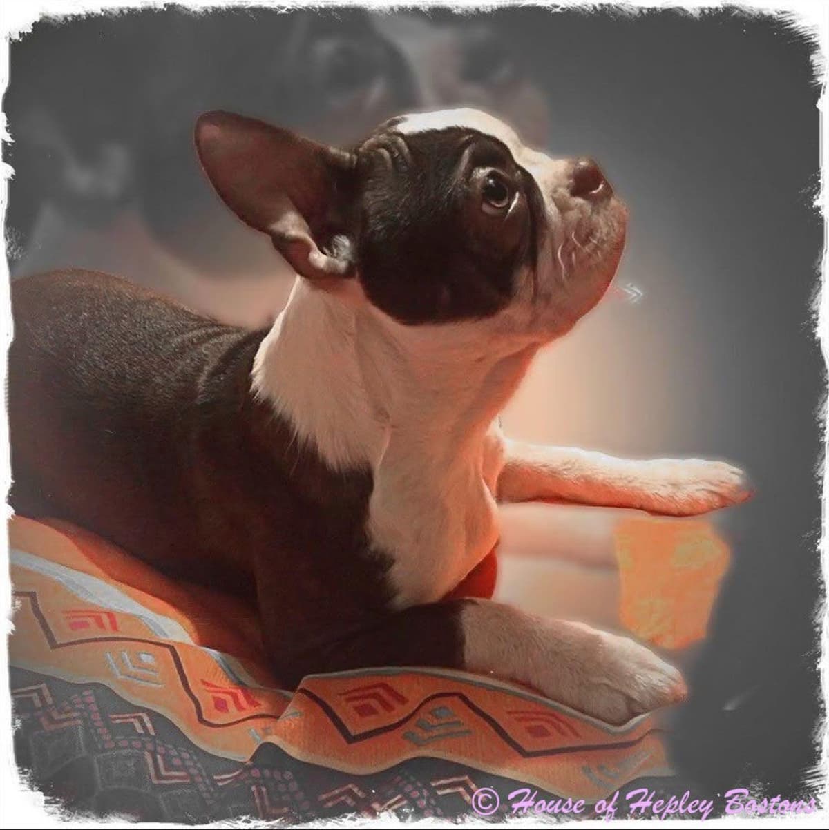 Boston Terrier Puppies breeder image 8