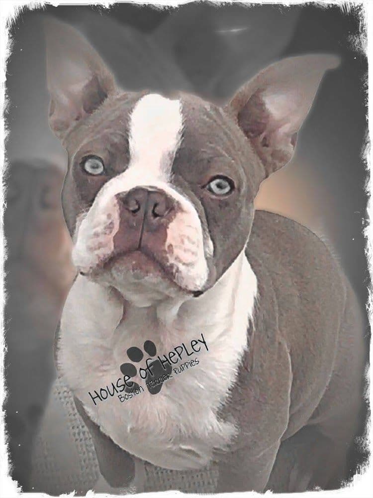 Boston Terrier Puppies breeder image 9