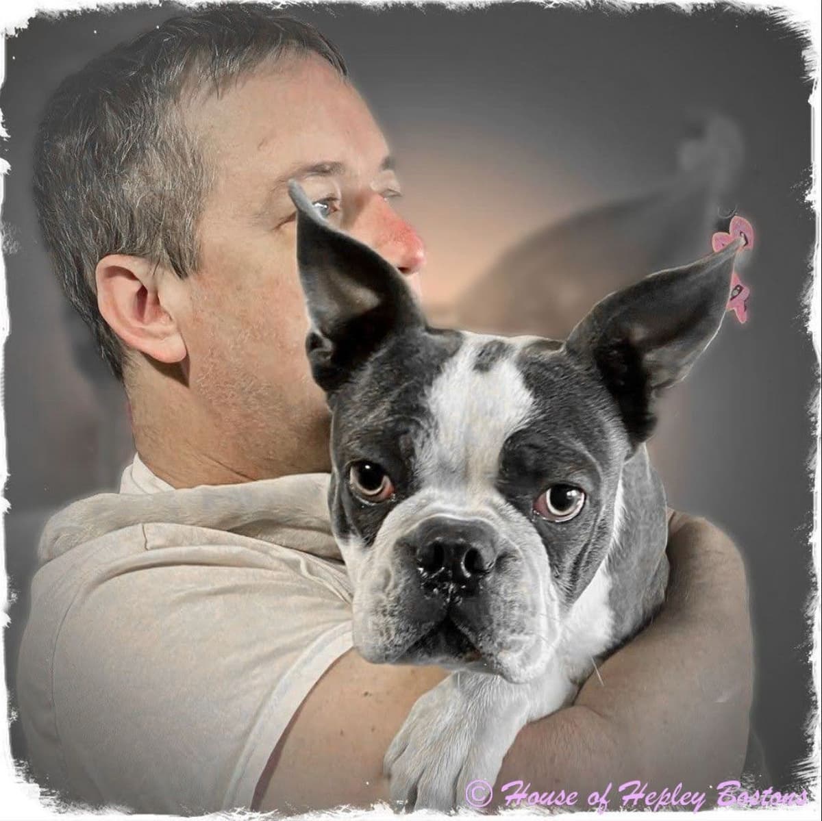 Boston Terrier Puppies breeder image 10