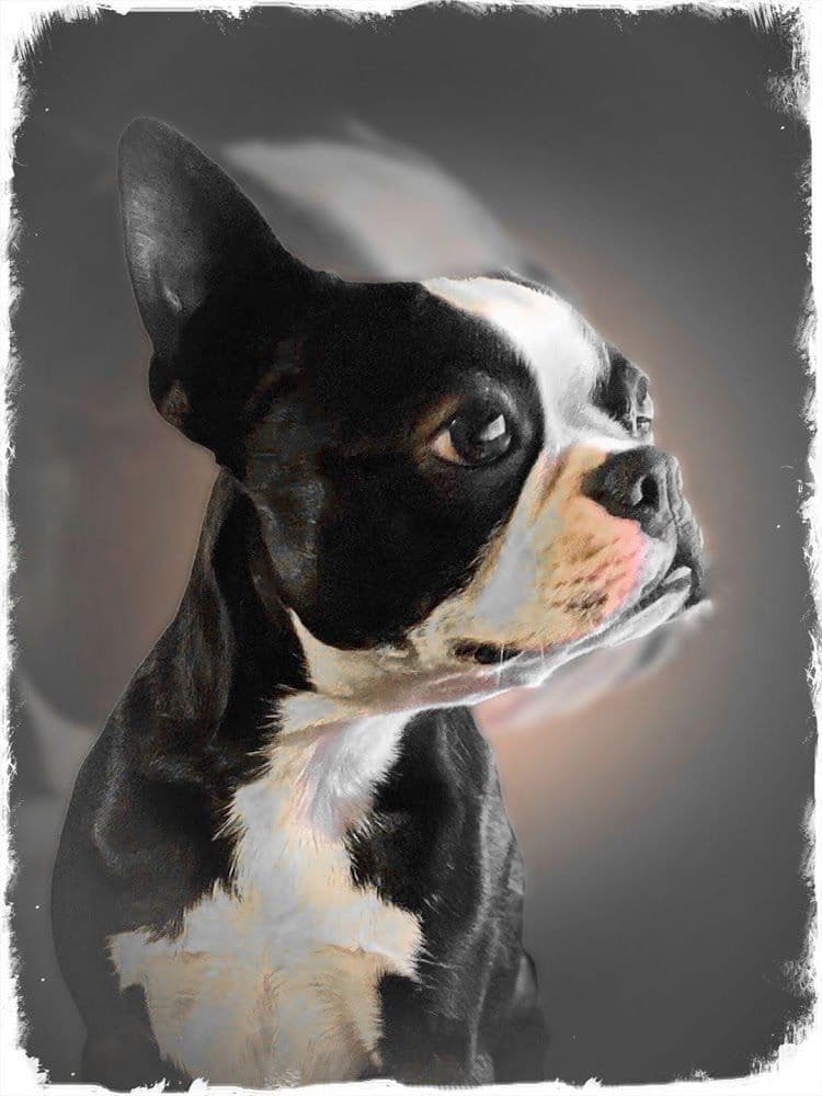 Boston Terrier Puppies breeder image 11