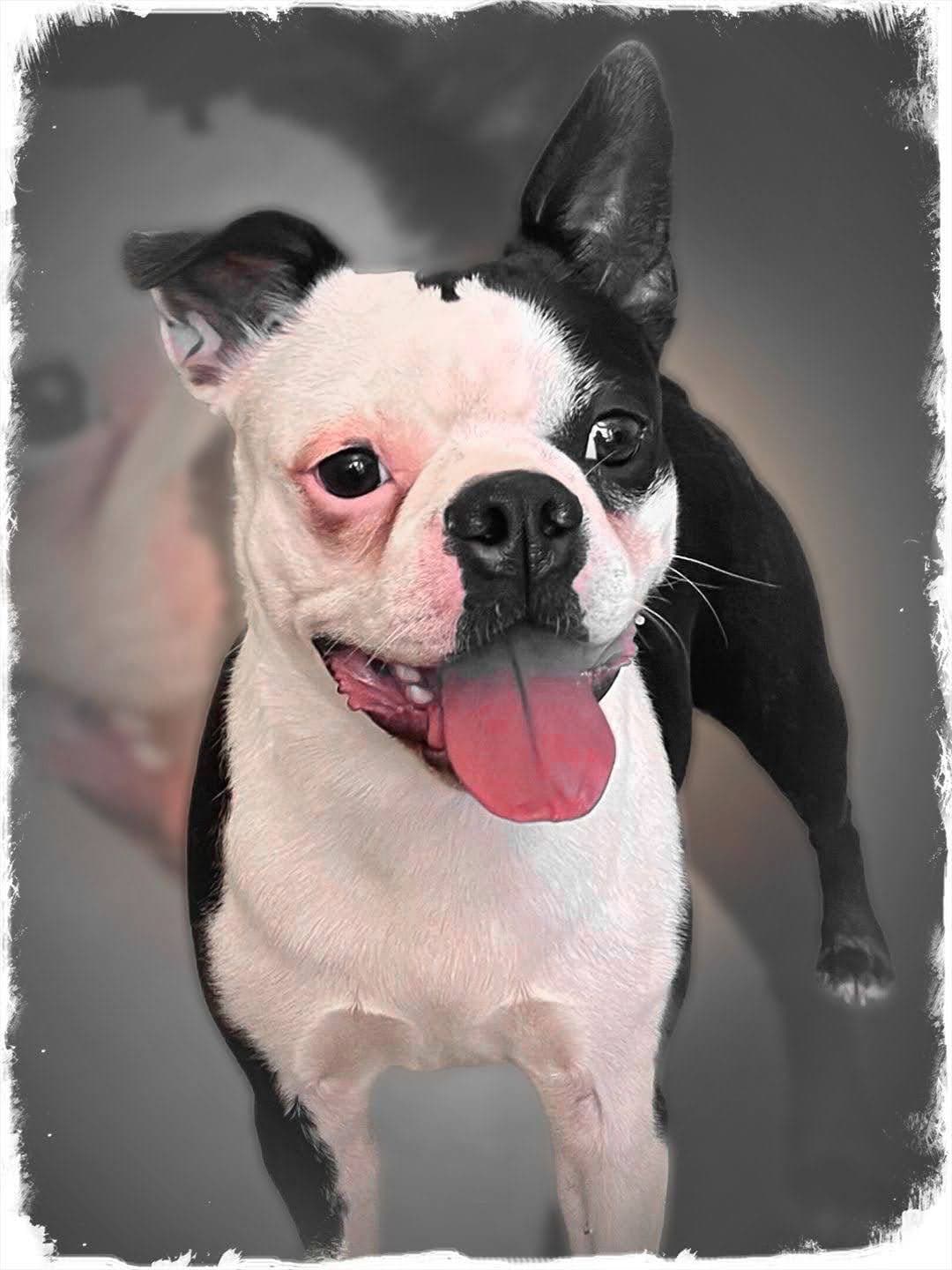 Boston Terrier Puppies breeder image 12