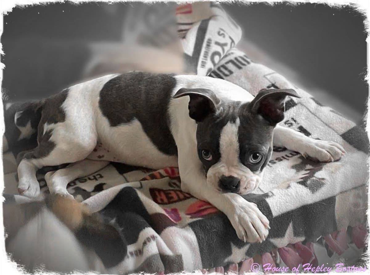 Boston Terrier Puppies breeder image 13