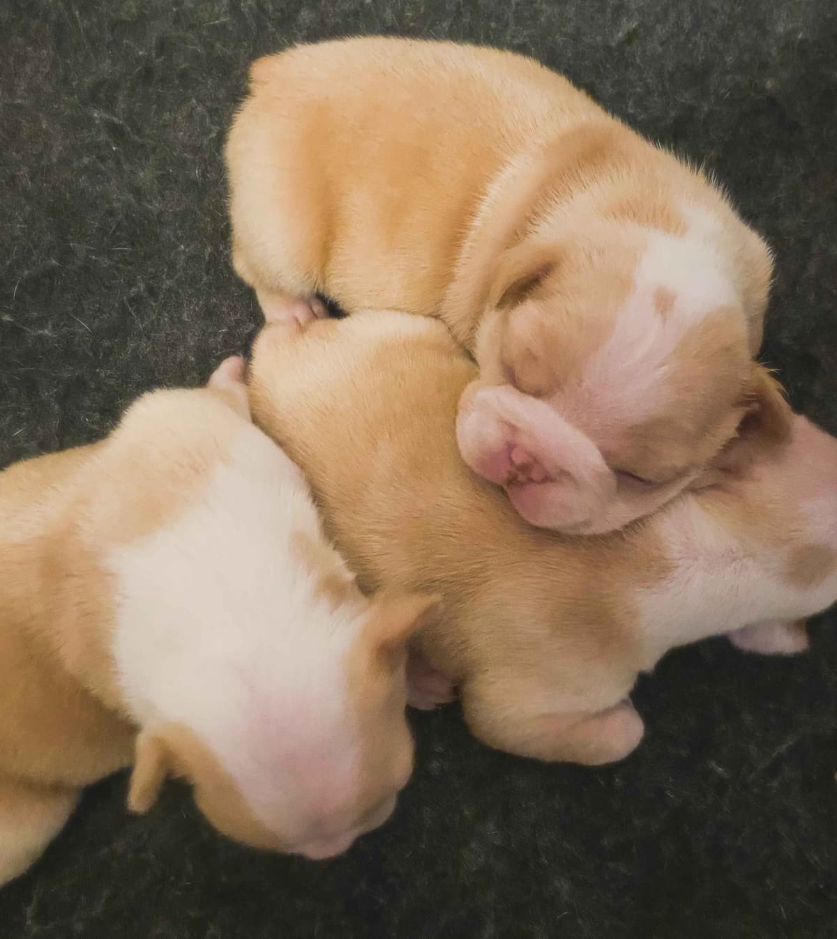 Boston Terrier Puppies breeder image 14