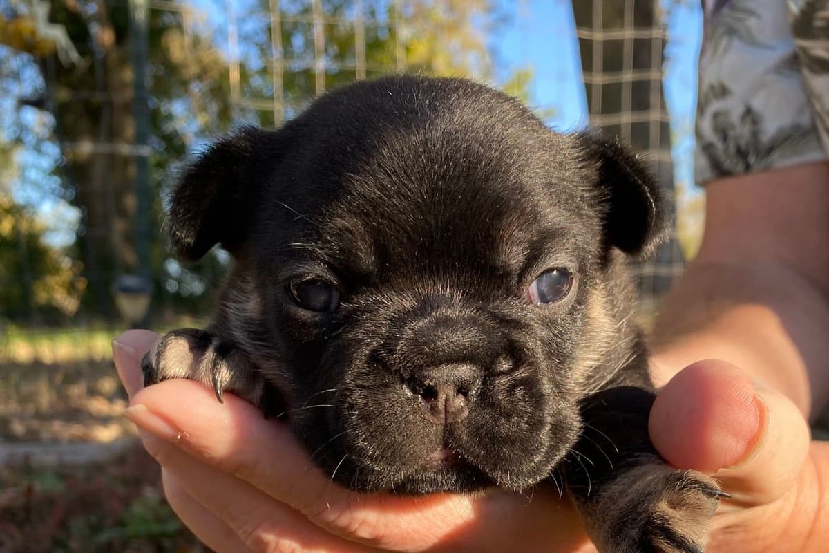 Boston Terrier Puppies breeder image 16