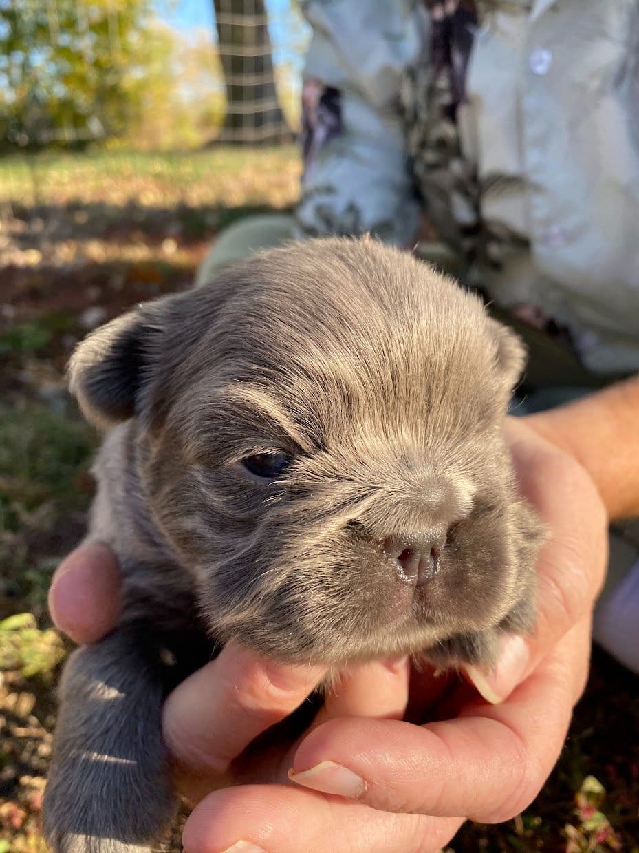 Boston Terrier Puppies breeder image 19