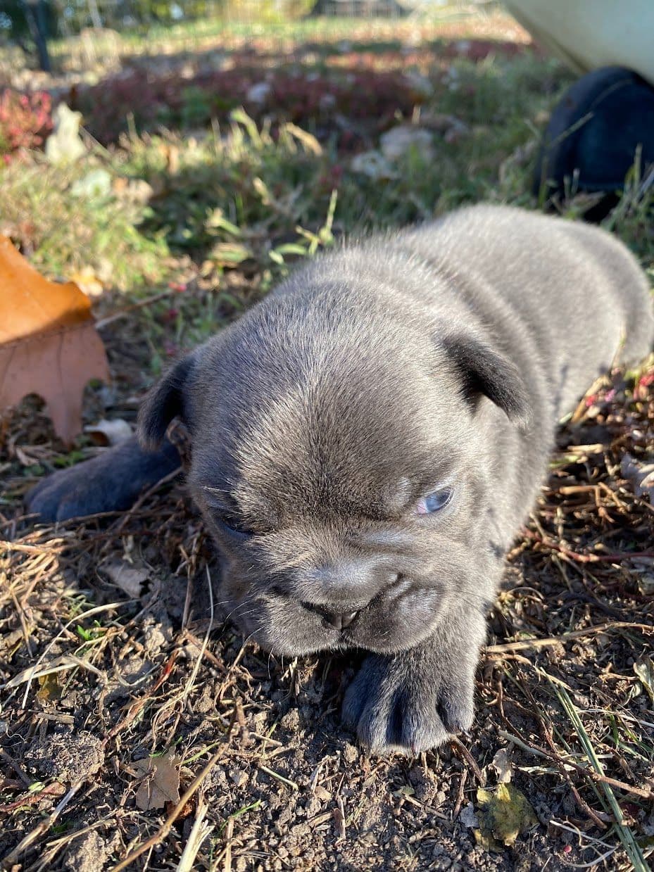 Boston Terrier Puppies breeder image 20