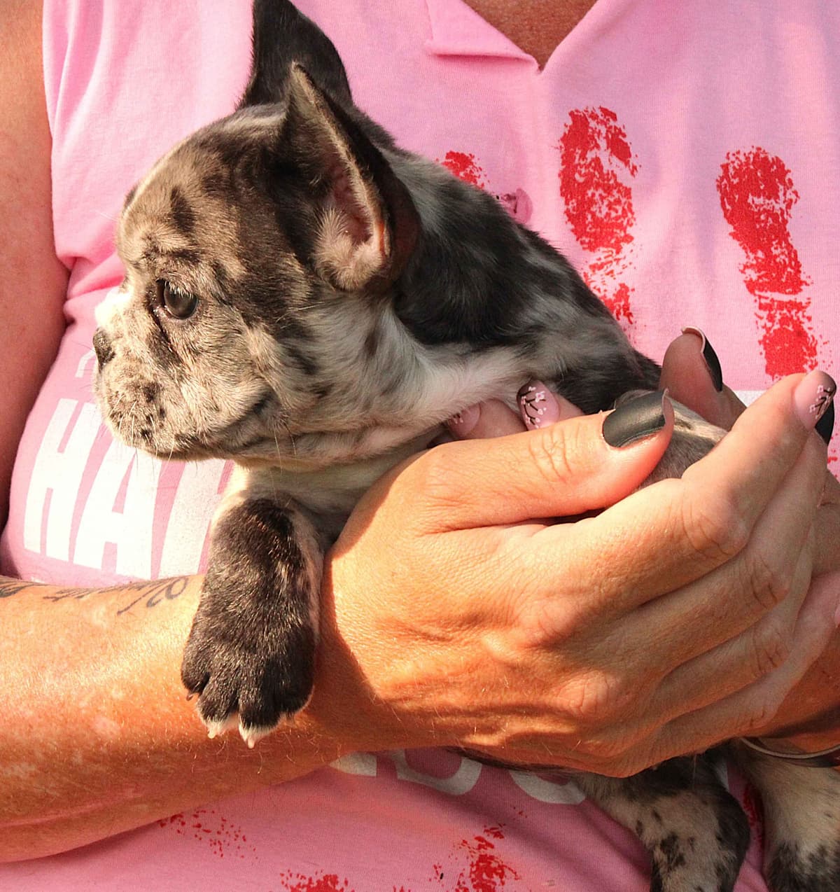 Boston Terrier Puppies breeder image 23