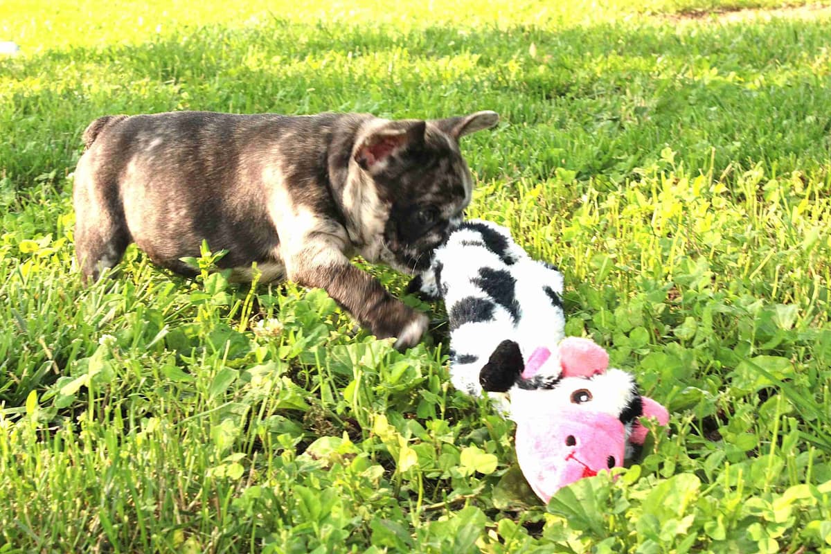 Boston Terrier Puppies breeder image 24