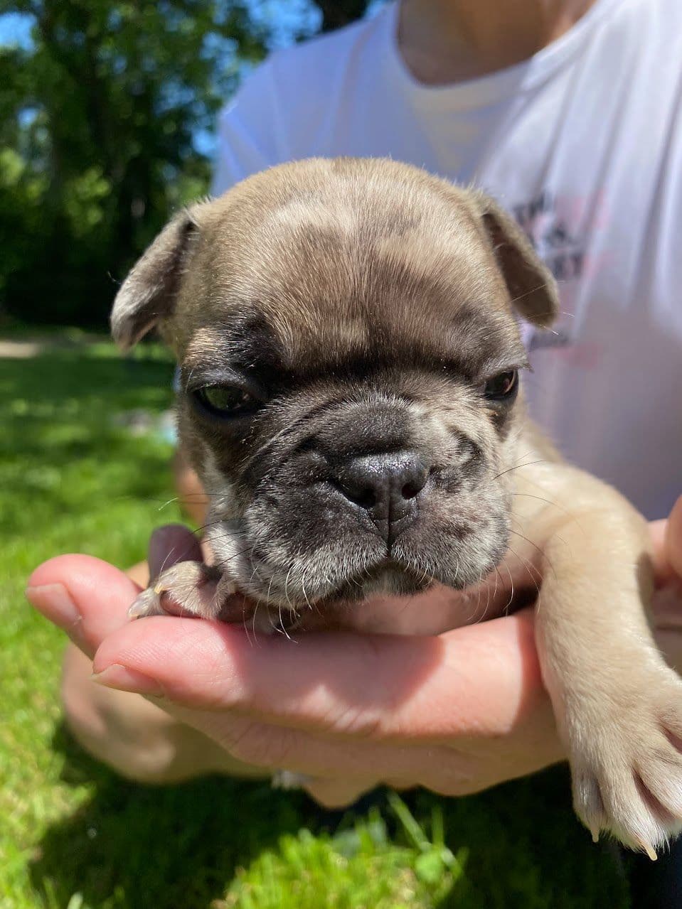 Boston Terrier Puppies breeder image 27