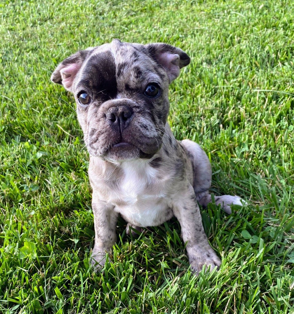 Boston Terrier Puppies breeder image 28