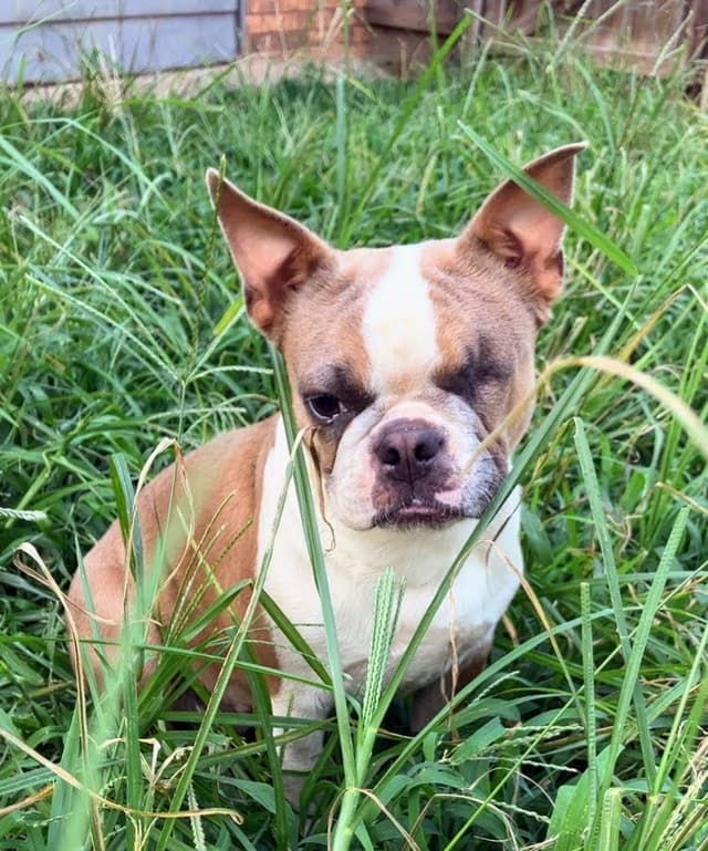 Boston Terrier Puppies media 2