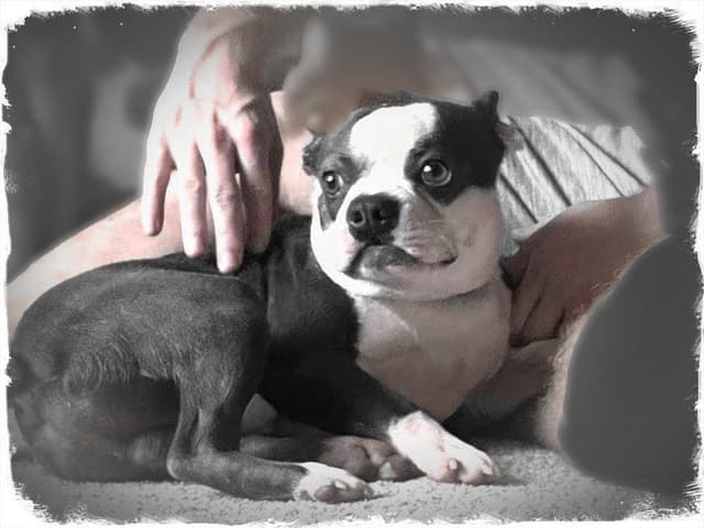Boston Terrier Puppies media 3