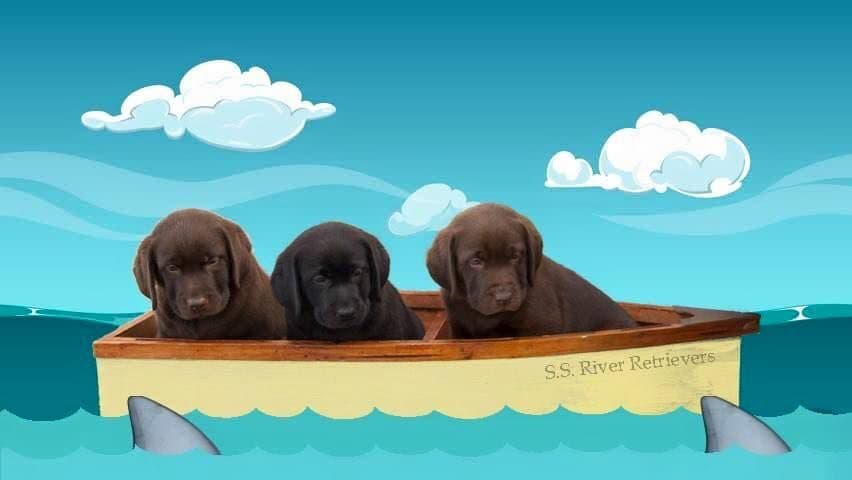 Labrador Retriever Puppies breeder image 4