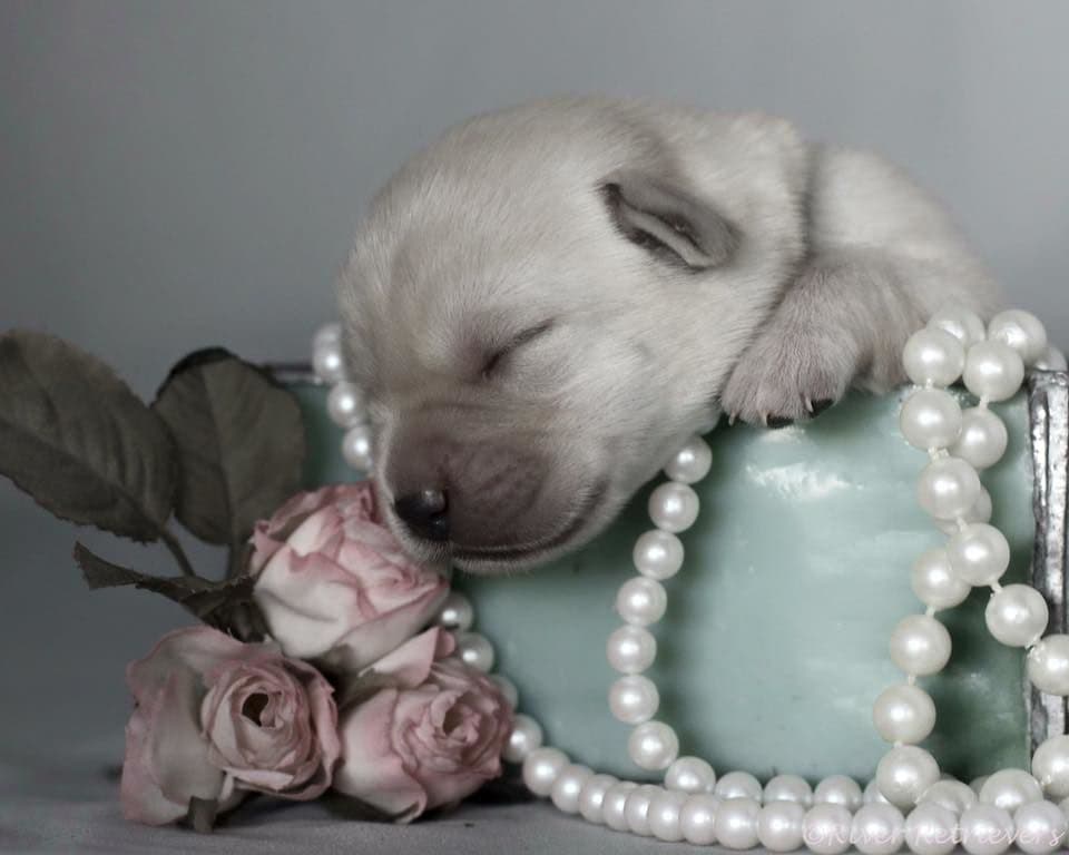 Labrador Retriever Puppies breeder image 5