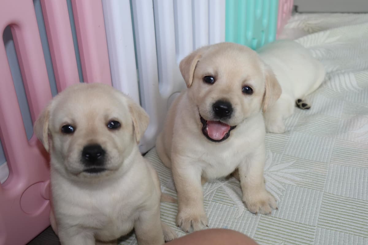 Labrador Retriever Puppies breeder image 10